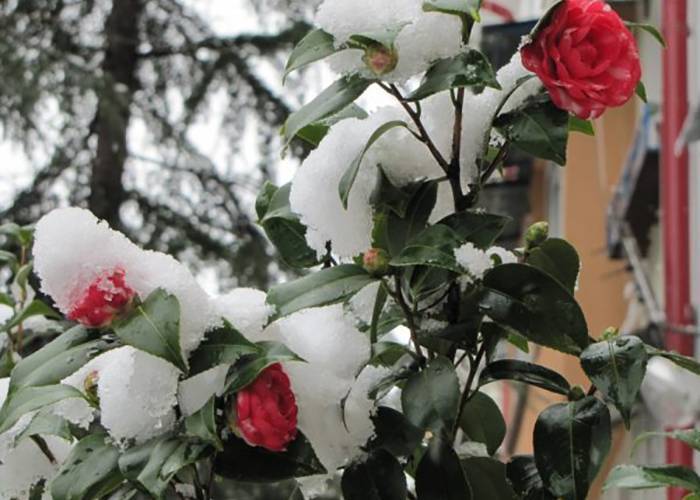 Как правильно провести подготовку роз к зиме
