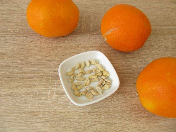 Как вырастить апельсин из косточки дома — цитрусовый сад на подоконнике