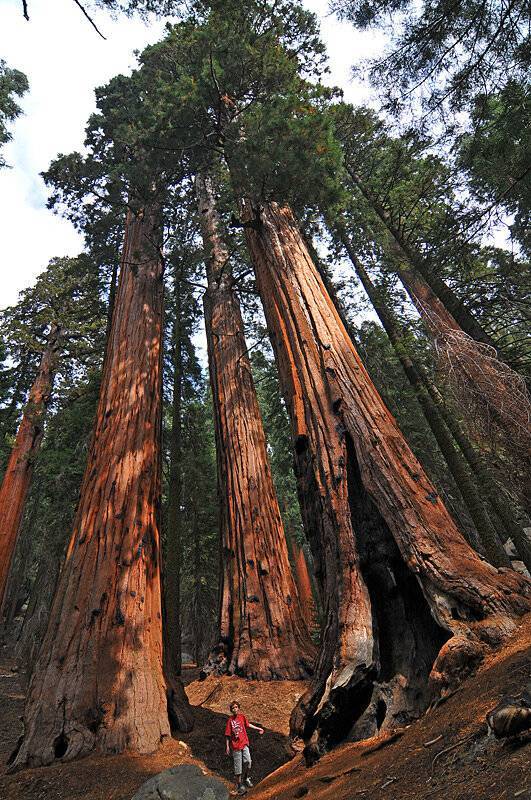 Самые высокие виды деревьев в мире – список, где растут, размер, фото и видео