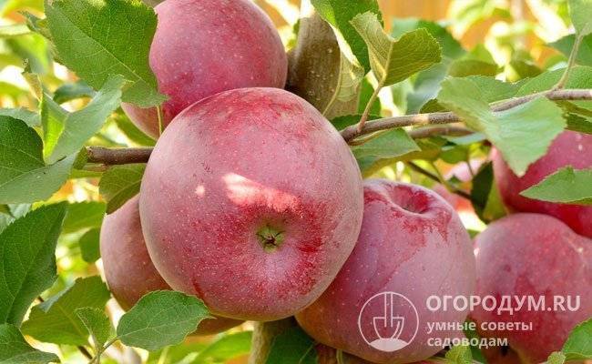 Яблоня – лечебные свойства