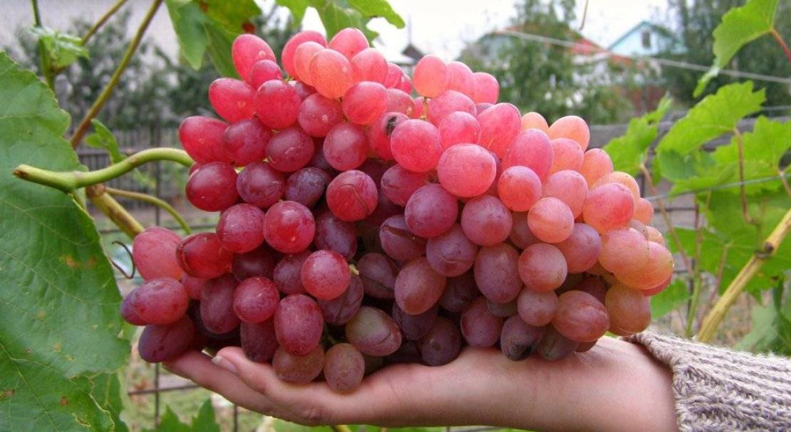 Виноград, названный в честь славянского бога плодородия — мускатный сорт велес