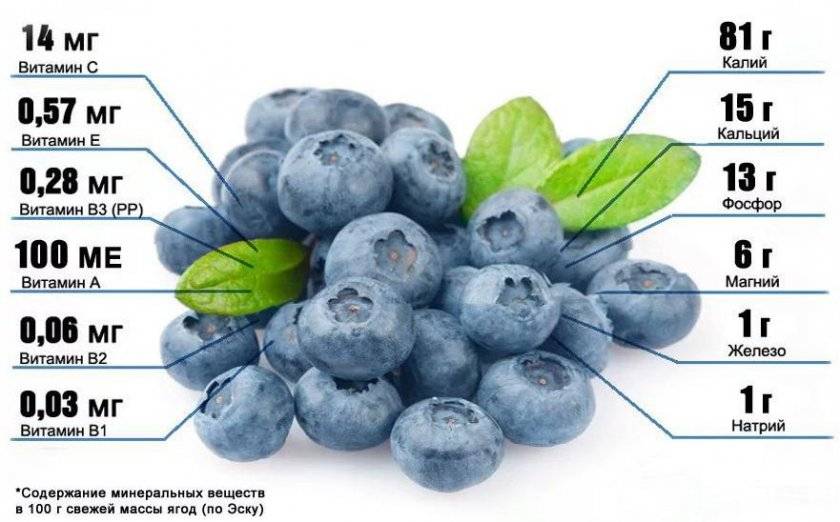 Полезные свойства ягоды голубики, интересные факты и питательная ценность