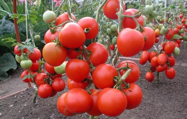 Повышаем урожайность помидоров. метод маслова