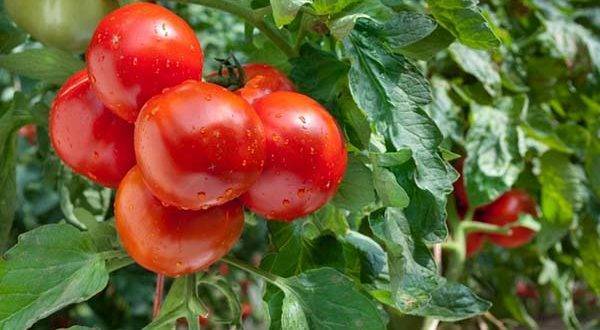 Дедовские методы подкормки помидор в теплице