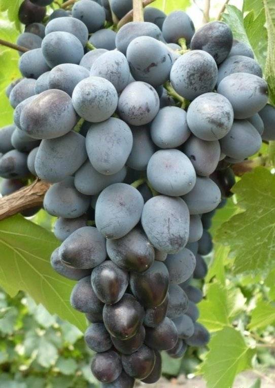 Техника разведения гибридного сорта винограда фуршетный