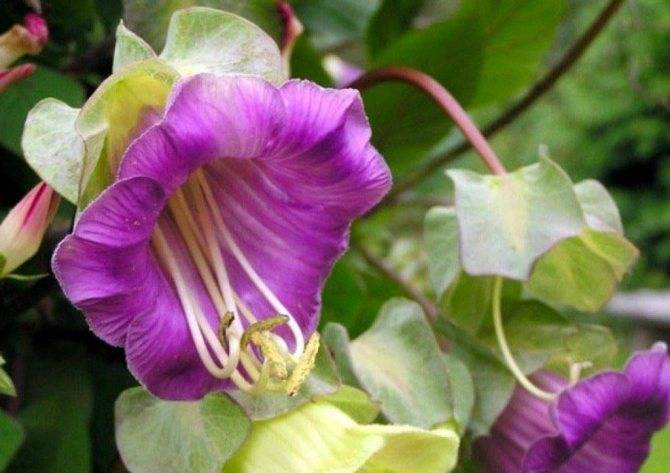 Цветок кобея: выращивание из семян, фото, посадка и уход в открытом грунте
