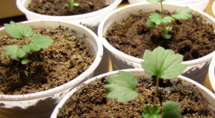 Выращивание земляники из семян в домашних условиях