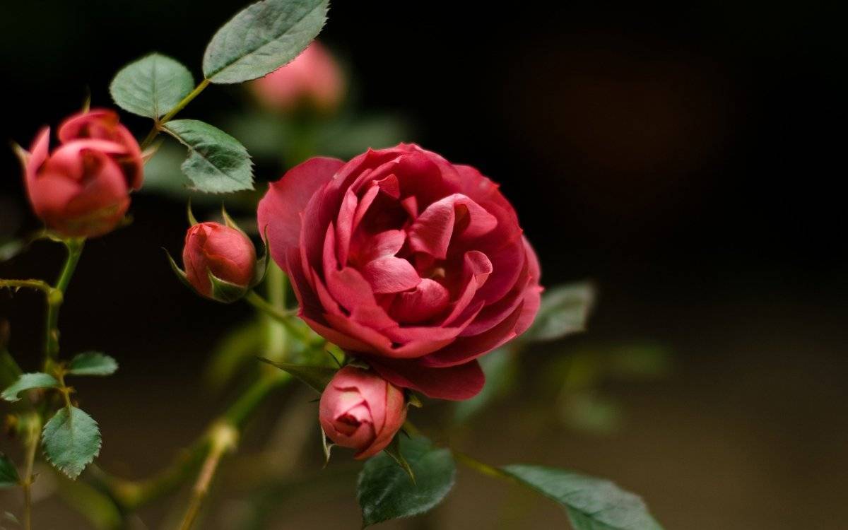 Почему желтеют листья у китайской розы или болезни гибискуса
