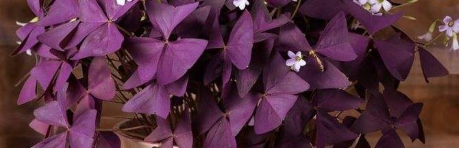 Особенности и нюансы ухода за растением кислица «фиолетовая» (оксалис) в домашних условиях