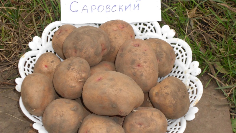 Самый урожайный картофель сорт отзывы какой. Среднепоздние сорта картофеля. Сорта картофеля для Восточной Сибири. Самый лучший сорт картошки.