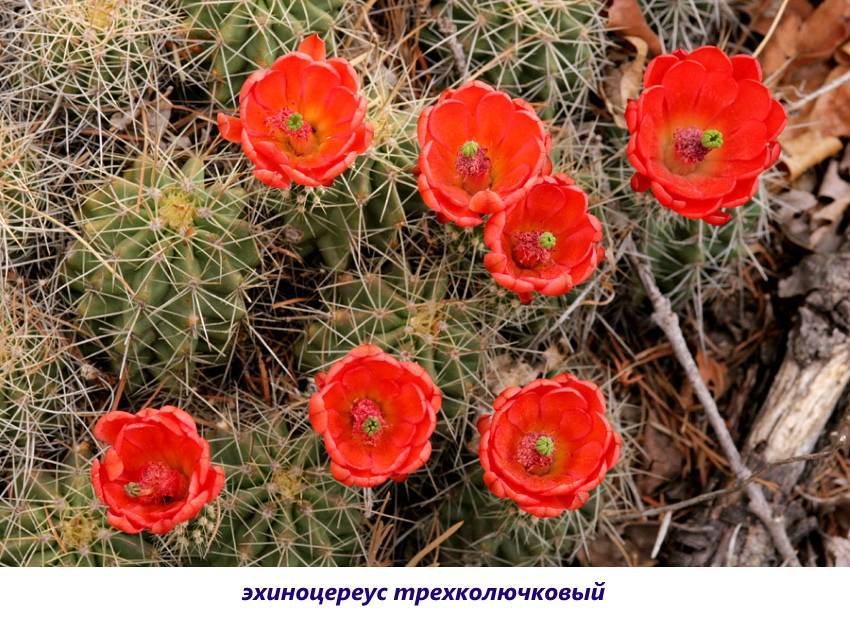 Эхинопсис – кактус похожий на ёжика. популярные виды и уход