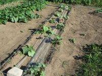 Как вырастить арбуз: простая пошаговая инструкция по посадке и выращиванию бахчевых на огороде (видео и 110 фото)