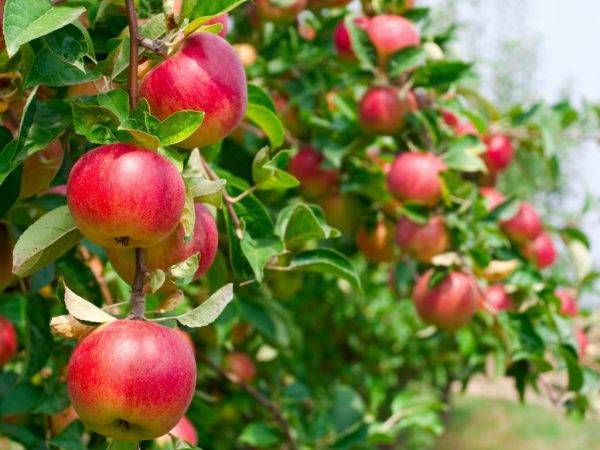 Яблоня «глостер»: особенности выращивания