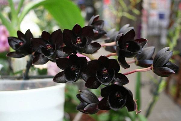 Почему возникают пятна на листьях орхидеи фаленопсис? способы лечения и профилактика