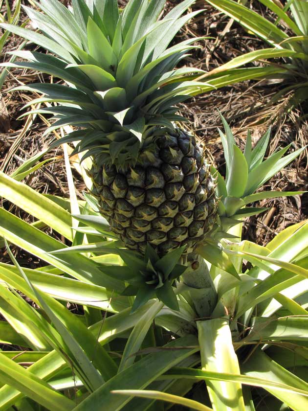 Как самостоятельно вырастить ананас