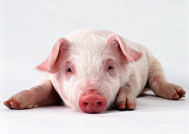 Африканская чума свиней: все, что необходимо знать об опасном заболевании