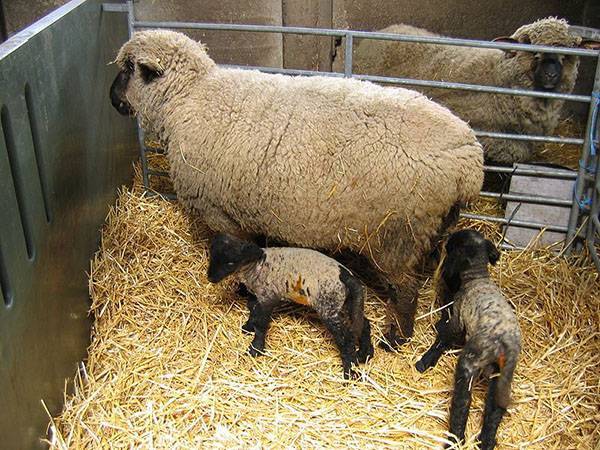 Особенности овцеводства в Австралии