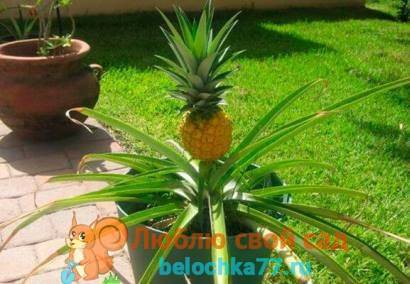 Цветение и плодоношение ананасов в домашних условиях