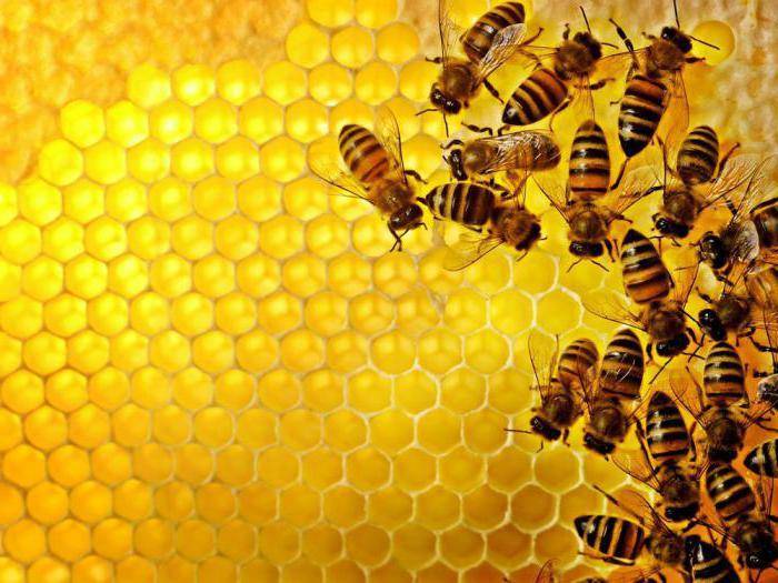 Бипин для пчел — инструкция