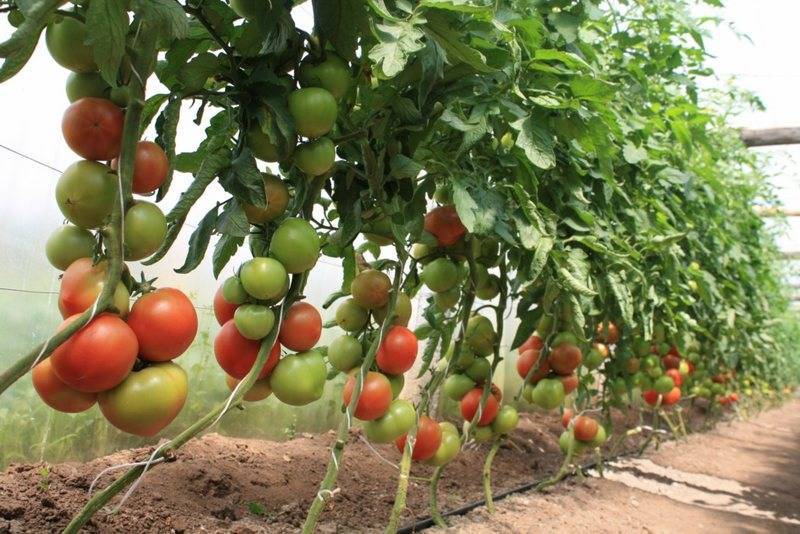 Как правильно пасынковать помидоры в теплице