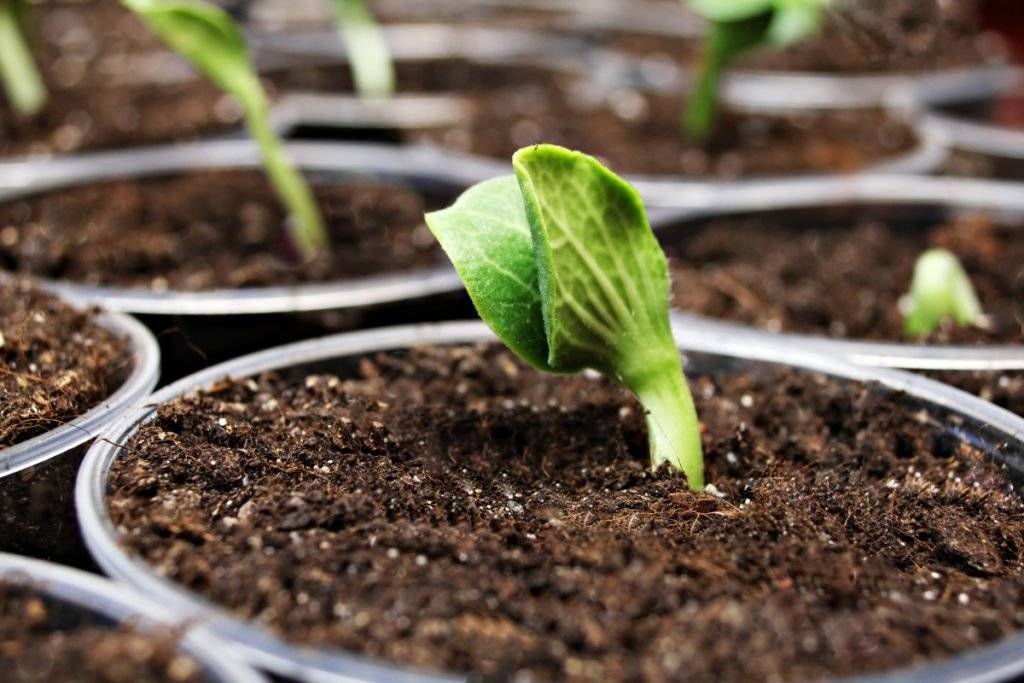 Посадка тыквы в открытый грунт и на рассаду: основы выращивания и ухода