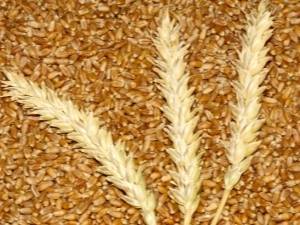 Пшеница — предпосевная обработка семян для хорошего урожая, видео