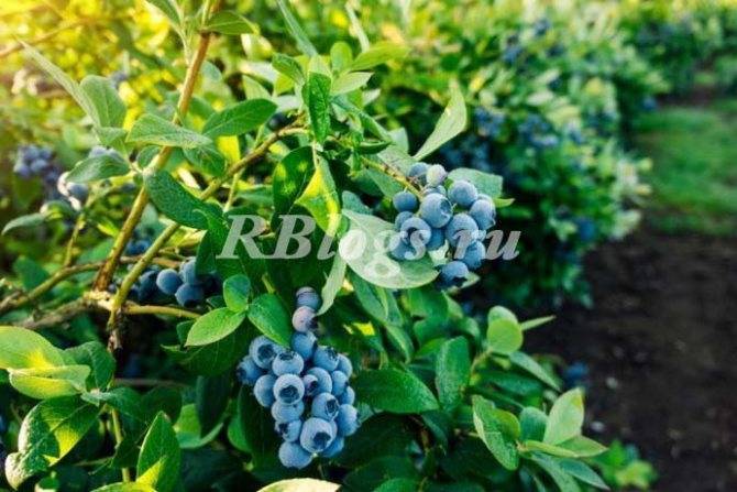 Голубика садовая — королева среди плодово-ягодных кустарников