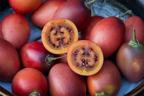 Как самостоятельно вырастить томатное дерево тамарилло