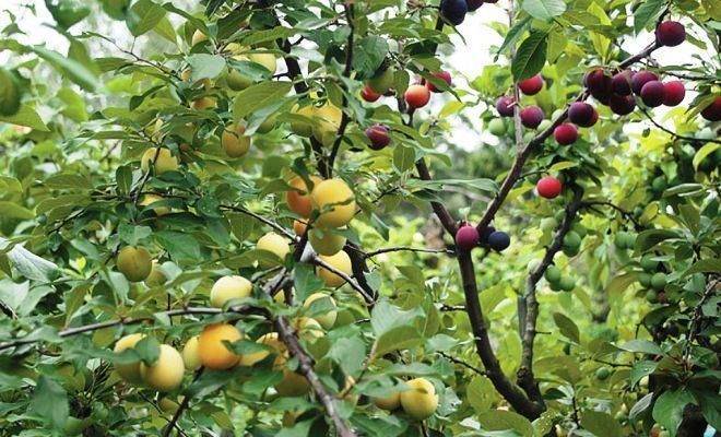 Прививка плодовых деревьев: сроки и правила проведения процедуры