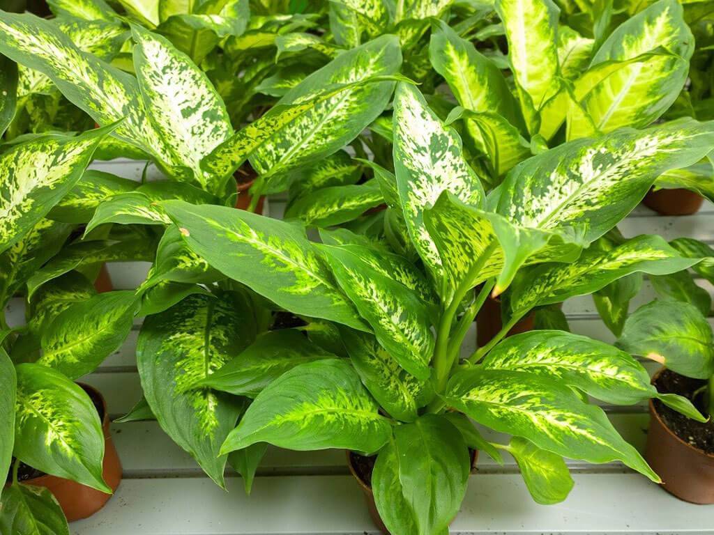 Комнатное растение диффенбахия: уход в домашних условиях, полив, пересадка, обрезка и температура содержания лиственной культуры