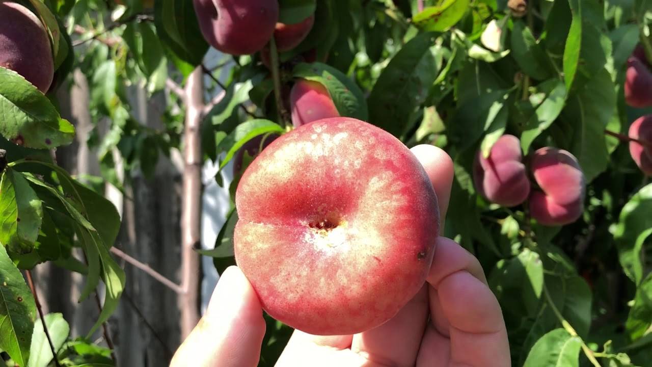 Инжирный персик – садовое дерево для теплого климата