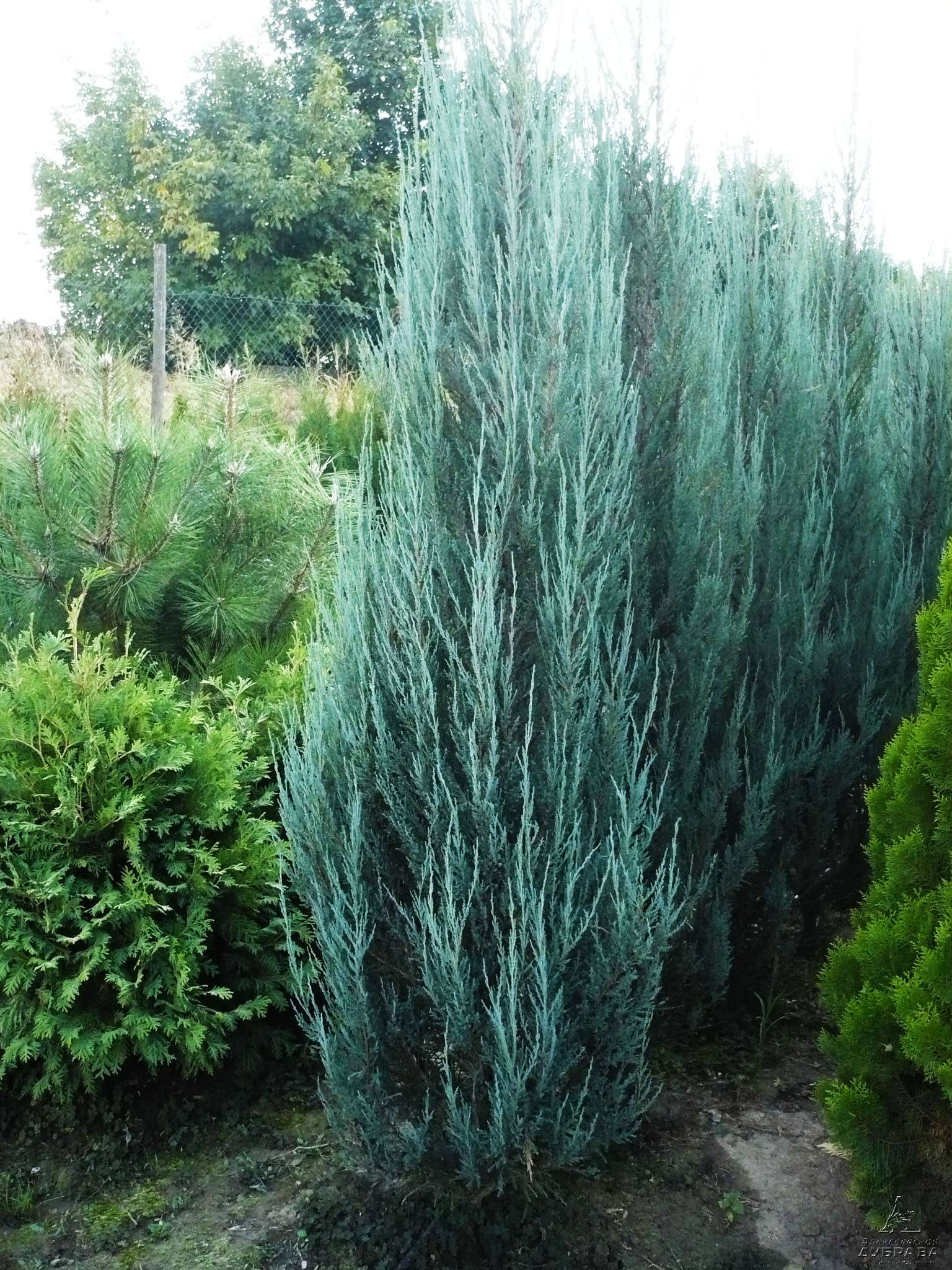 Можжевельник скальный блю эрроу (juniperus scopulorum blue arrow)