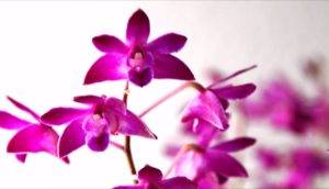 Особенности ухода в домашних условиях за орхидеей дендробиум
