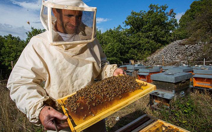 Болезни пчел: их признаки, лечение и профилактика