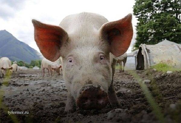 Статьи по содержанию свиней на piginfo | несменяемая ферментационная подстилка для свиней и цена на нее