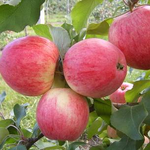 Вырастить яблоню из черенка можно по-разному