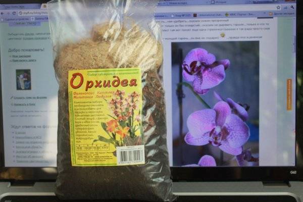 Подготовка к пересадке: как выбрать горшок для орхидеи фаленопсис?