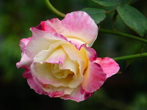 Роза хайди клум (heidi klum) — характеристики флорибунды