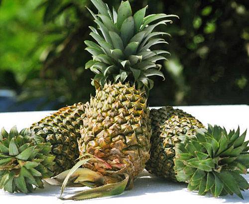 Все, что вы хотели знать о выращивании ананасов