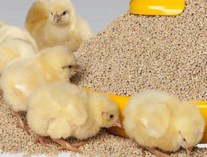 Витамины для цыплят бройлеров аминовитал