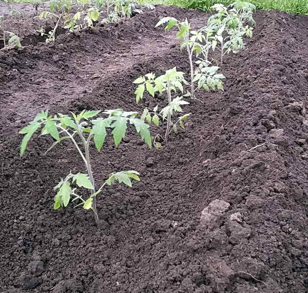 Как подготовить почву для рассады — советы опытных дачников