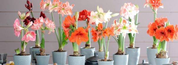 Гиппеаструм — уход в домашних условиях до и после цветения