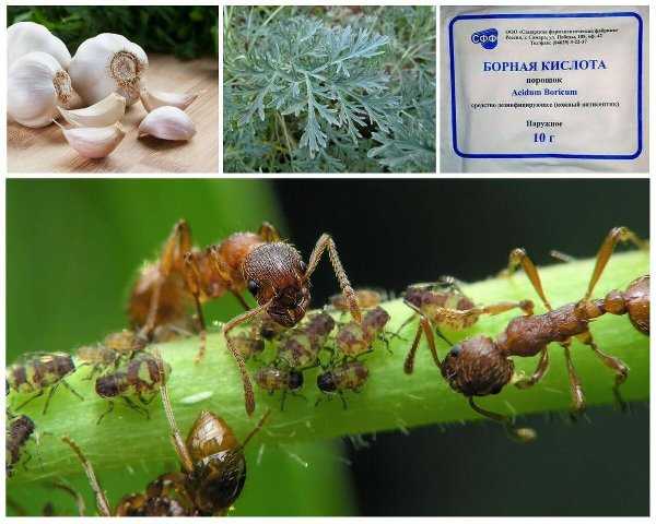 О борьбе с муравьями на пасеке, в ульях: как избавиться народными средствами
