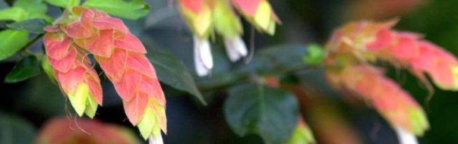 Белопероне — цветение круглый год