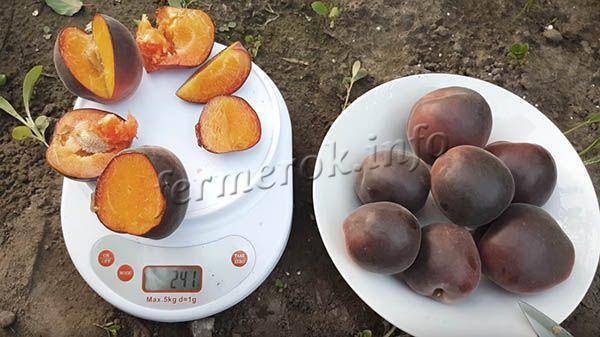 Необычные чёрные абрикосы: лучшие сорта, посадка и уход