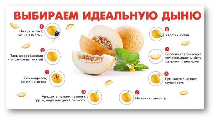 Дыня Торпеда: как выбрать сладкий спелый плод