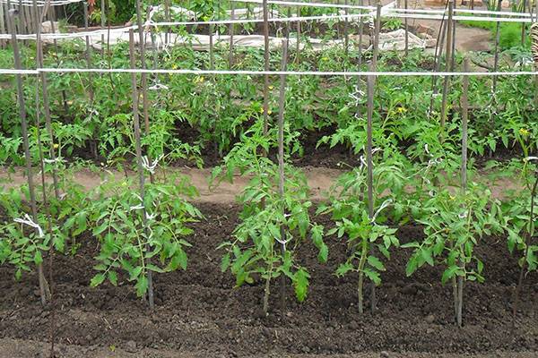 Для выращивания томатов используем метод маслова