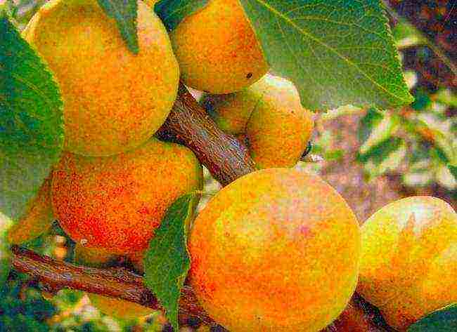 Время, правила и схема обрезки абрикоса