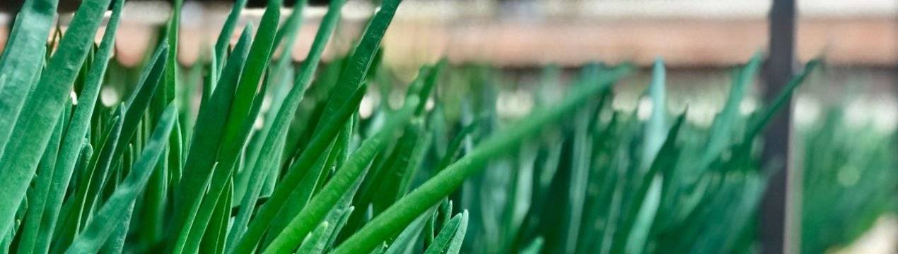 Лук на перо: выгонка и выращивание лука на зелень в теплице и в домашних условиях