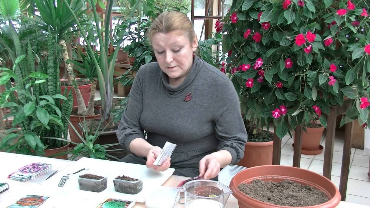 Как вырастить бальзамин из семян: пошаговая инструкция